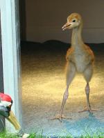 Red Black Blue on 9th May 2012 Red Black Blue on 9th May 2012